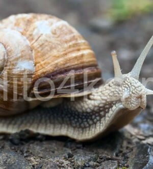 Польза улиток