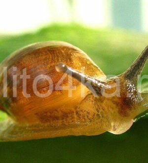 Улитка янтарка