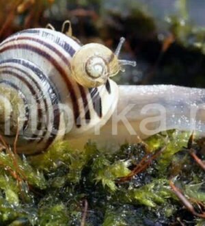 Лесная улитка