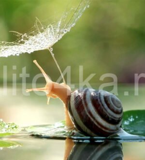 К чему снится улитка