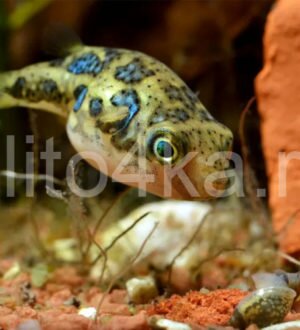 Какая улитка ест улиток в аквариуме, и прочие враги моллюсков