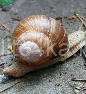 Уличная улитка (уход, питание, содержание)