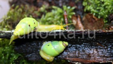 Сухопутные хищные улитки