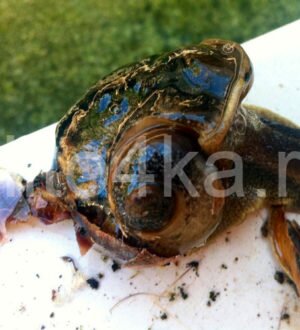 Может ли улитка жить без раковины