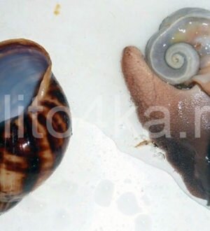 Улитка выпала из панциря