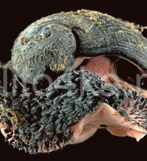 Железная улитка