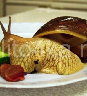 Можно ли давать улиткам дыню, арбуз, огурец, томаты, картофель и прочие овощи