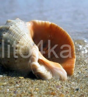 Как вытащить улитку из ракушки