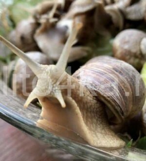 Рецепты приготовления виноградных улиток в домашних условиях