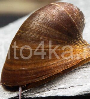 Улитка летучая мышь