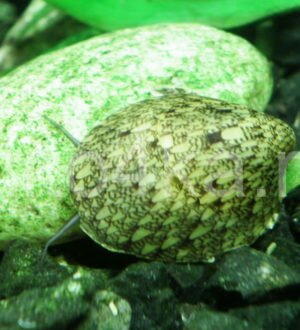 Фарфоровая улитка септария — описание, содержание, питание, размножение