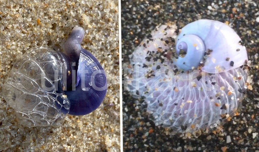 улитка jantina