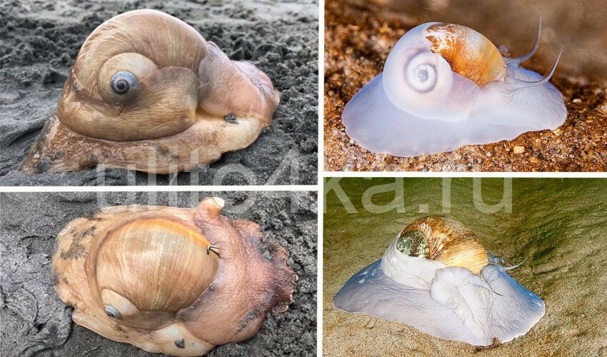 лунная улитка