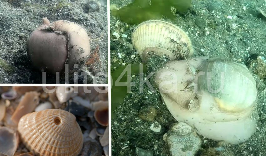 лунная улитка