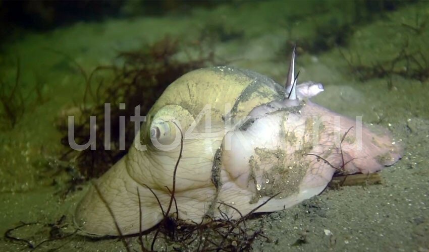 лунная улитка