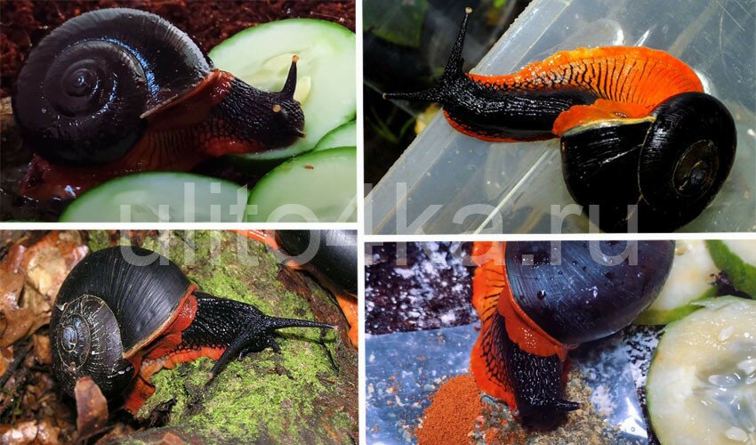 огненная улитка