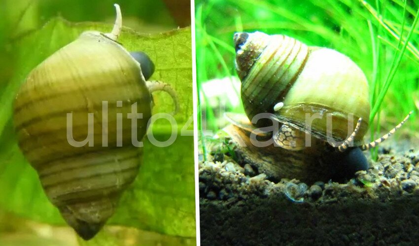 улитка зеленая торпеда