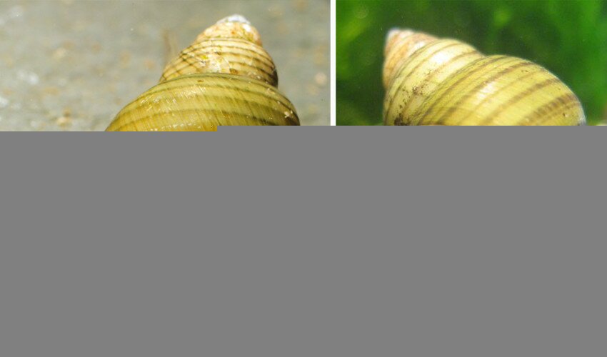 улитка зеленая торпеда